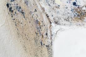 Why You Should Choose Our Mold Remediation Services in Norwalk, OH